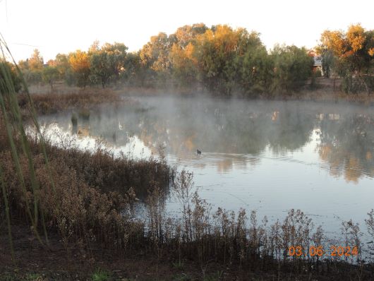 Wetlands in Fog